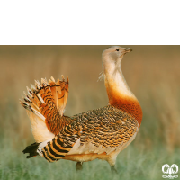 گونه میش مرغ Great Bustard